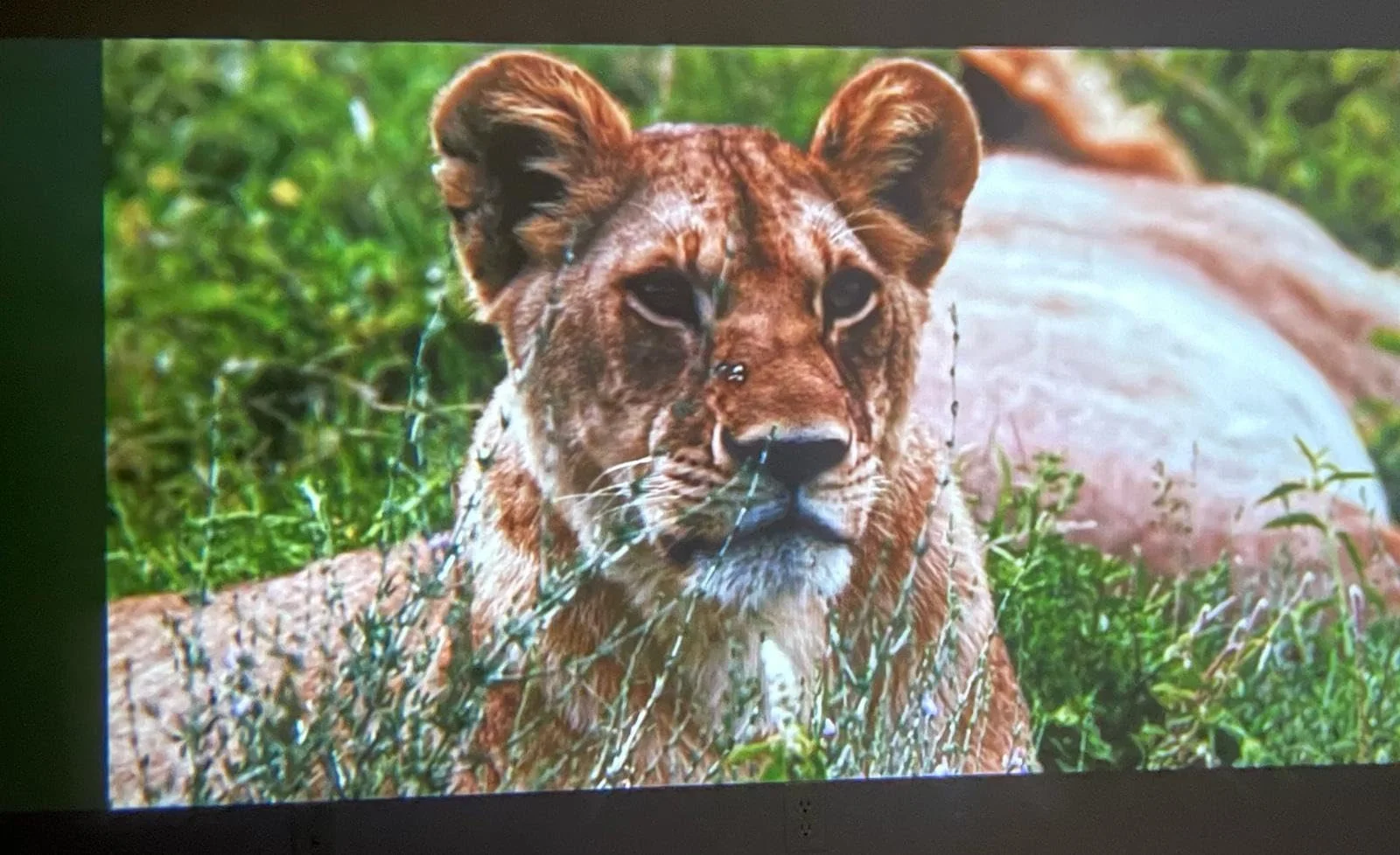 Buyer photo of nature footage projected by the AY3